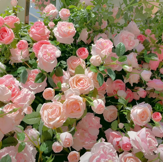 🌹💐Mixed Color Climbing Rose (UK Imported) 🌸