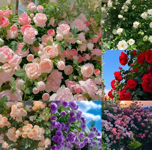🌹💐Mixed Color Climbing Rose (UK Imported) 🌸