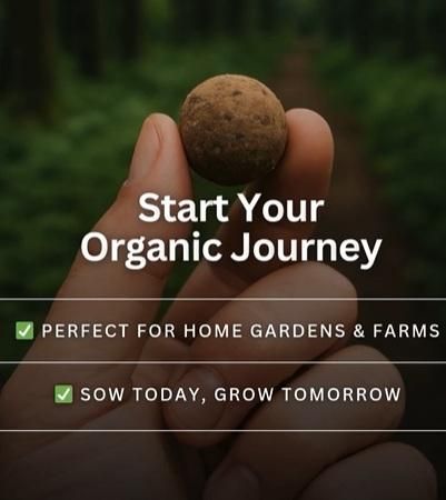 💐Organic Seedballs Pack of 6 🪴