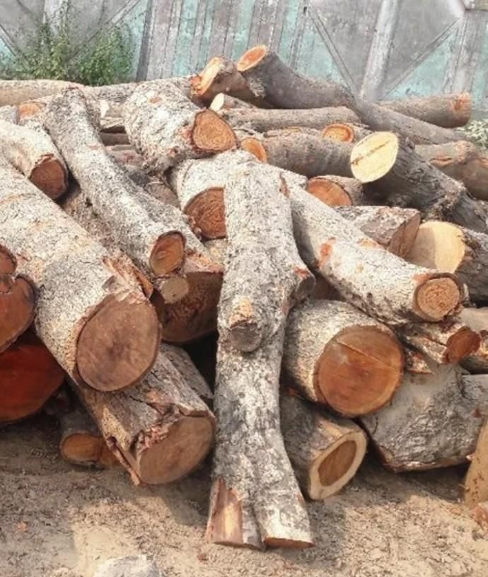 Ayurvedic Healing Wood