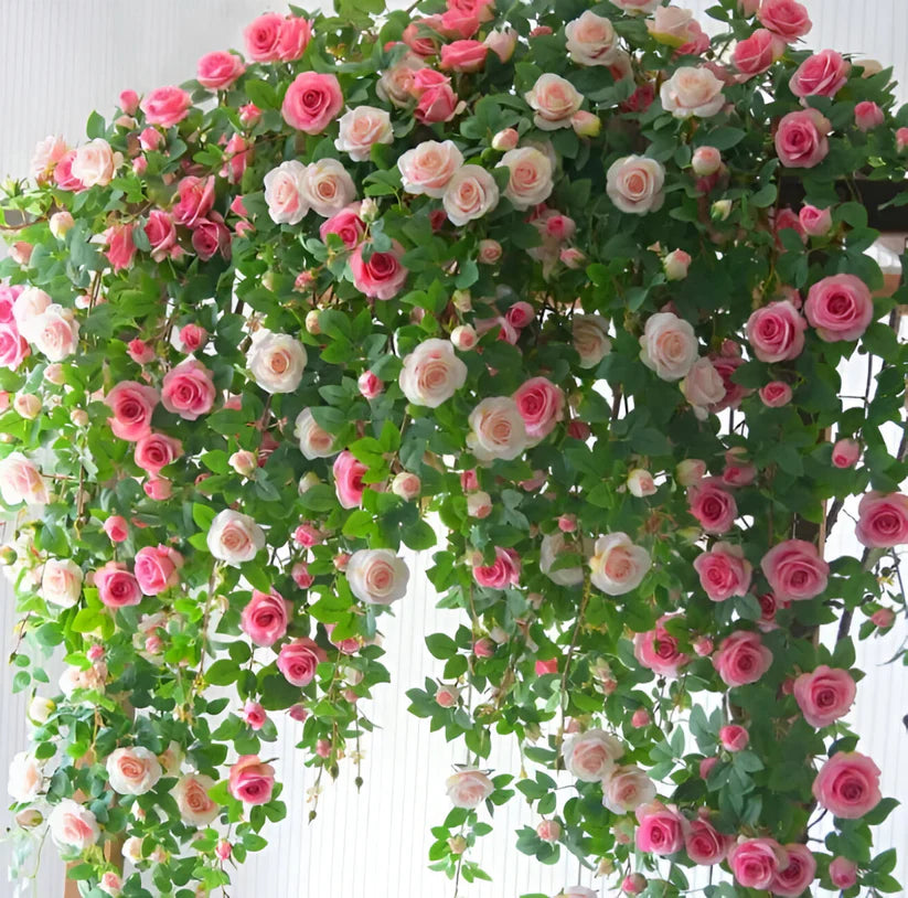 🌹💐Mixed Color Climbing Rose (UK Imported) 🌸