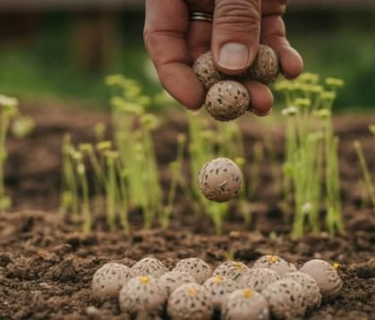 💐Organic Seedballs Pack of 6 🪴