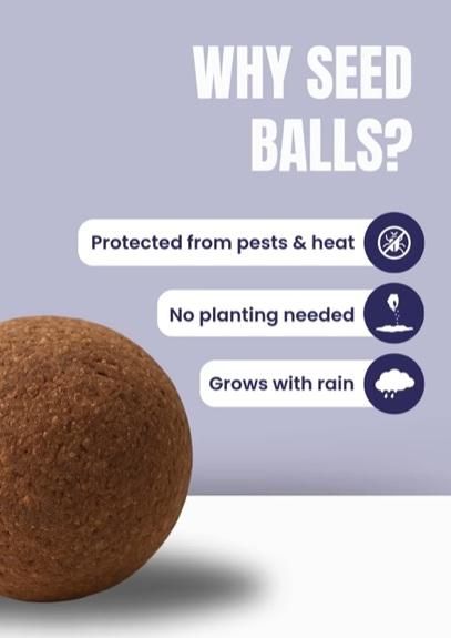 💐Organic Seedballs Pack of 6 🪴