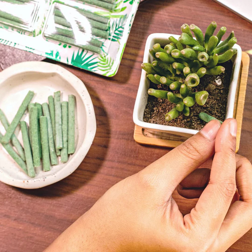 Dr.Green's - Magic Plant Sticks Pack Of 2