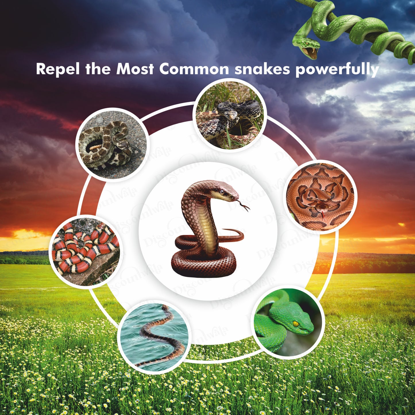 🔥Hot Sale 60% Off-Snake Powerful Repellent 🔥